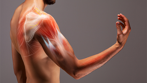 Illustrated representation of the structure and musculature of the human arm
