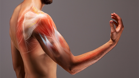 Illustrated representation of the structure and musculature of the human arm